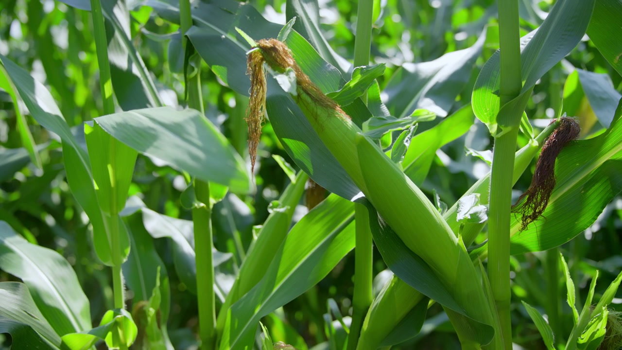 Pannocchia di mais in crescita con i filamenti in un campo verde vibrante