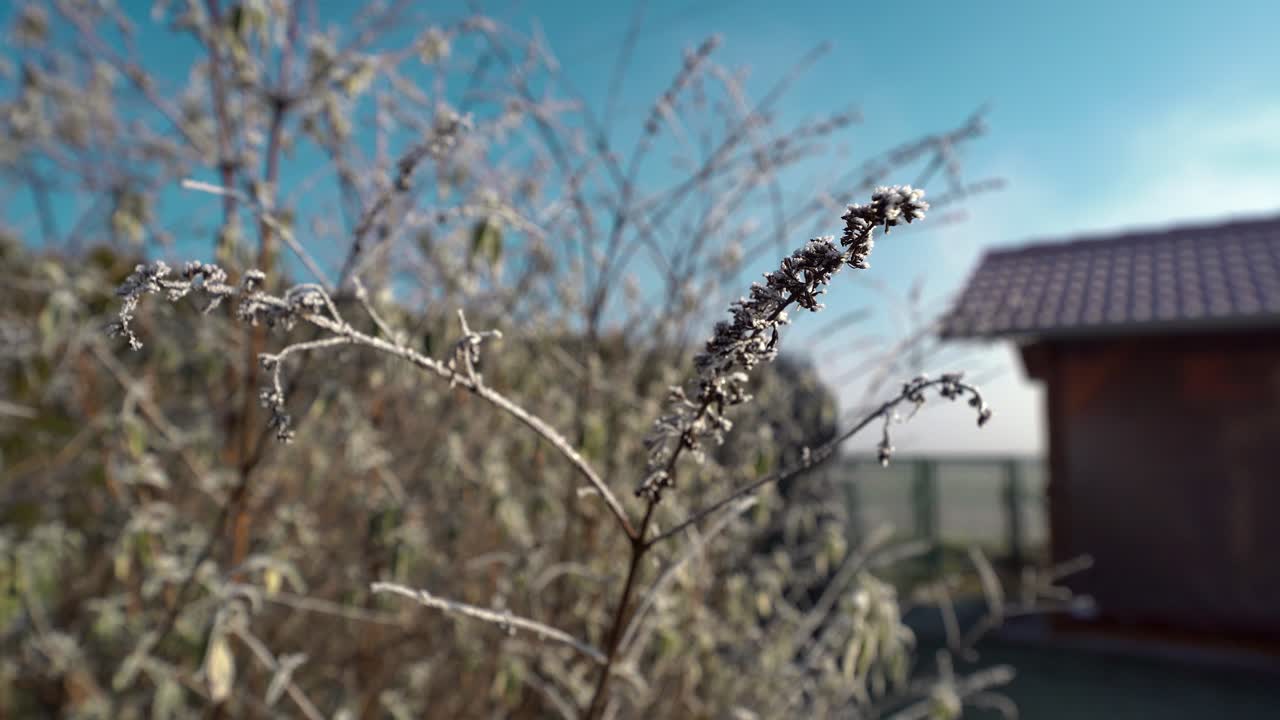 푸른 하늘을 배경으로 햇볕이 잘 드는 겨울 정원에 있는 마른 서리가 내린 덤불의 콜스업