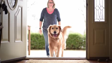 A Heartwarming Reunion: A Woman Welcomes Her Golden Retriever Home with Joy and Affection at Their Front Door