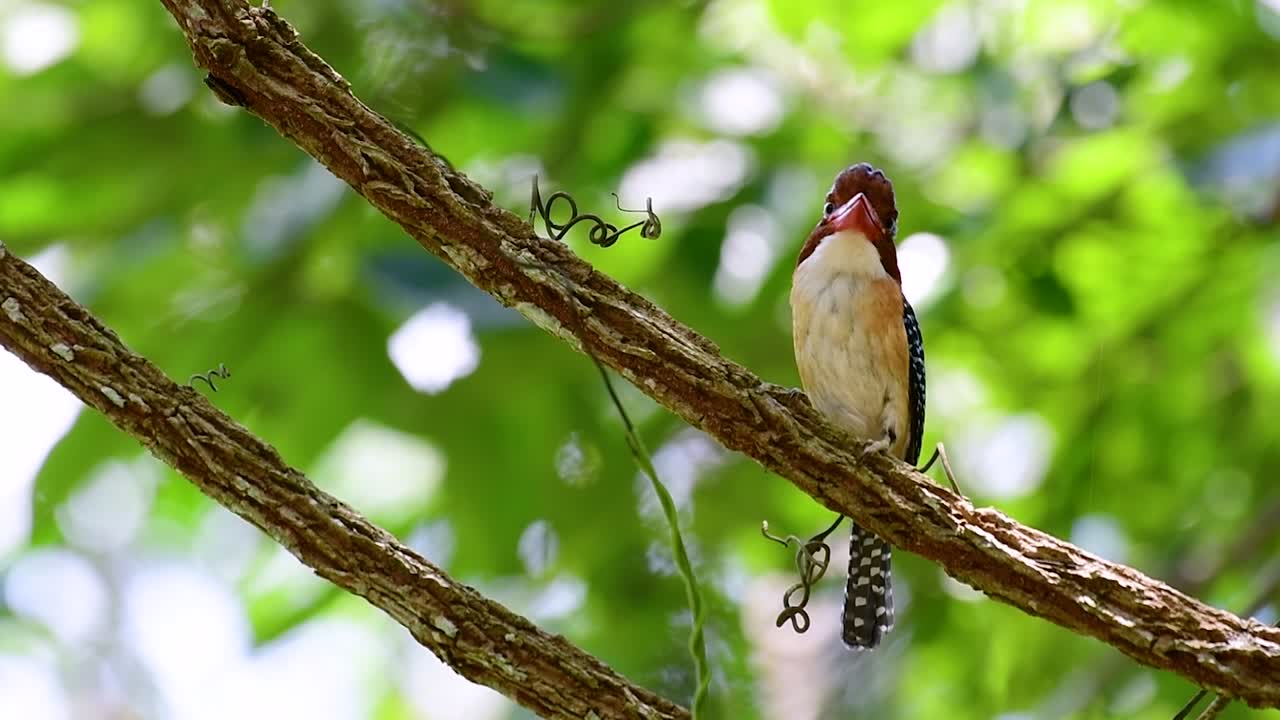 un martín pescador de árboles y una de las aves más hermosas que se encuentran en tailandia dentro de las selvas tropicales