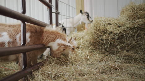 several goats eat hay in the barn. they squeak their snouts through the fence and get food.