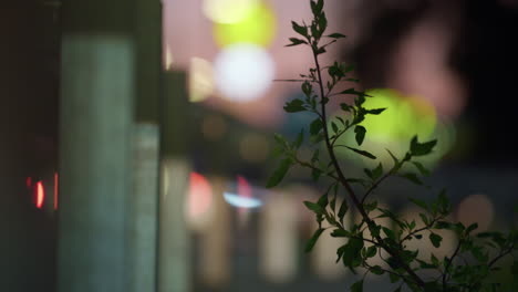 Closeup-green-plant-growing-at-highway-guardrail-beams.-Life-at-suburban-highway