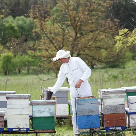 inspection of bee families on apiary. beekeeper examines the bees with an analysis of the nest