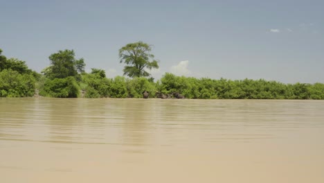 elephant herd climbing out of muddy waterhole in vast african plain, tanzania