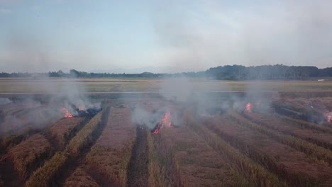 burning of harvested rice paddy at malaysia, southeast asia.