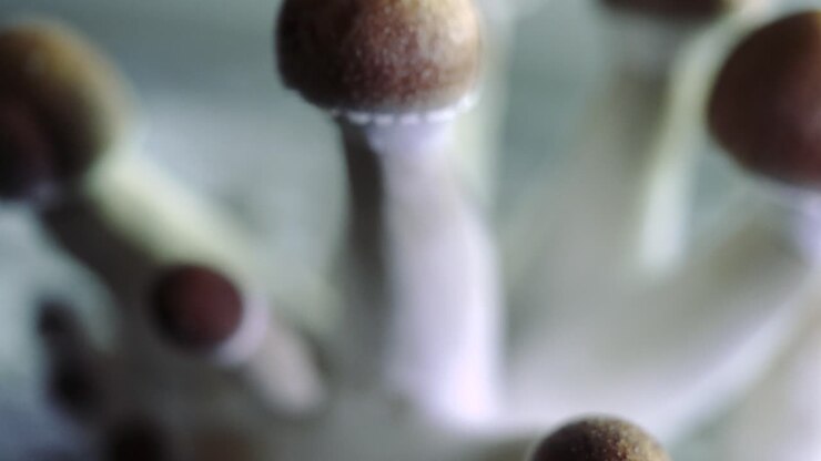Various 4k closeup shots of a growing batch of psilocybe mushrooms
