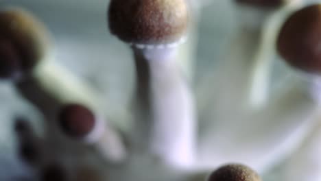 varios primeros planos de 4k de un lote creciente de hongos psilocybe