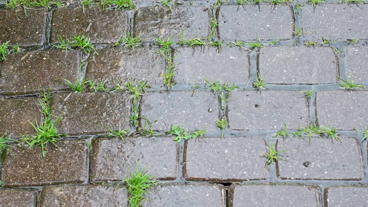 Close-up of raindrops hitting old paving stones with tufts of grass growing between the cracks, capturing a peaceful summer shower and the texture of wet stone and fresh greenery