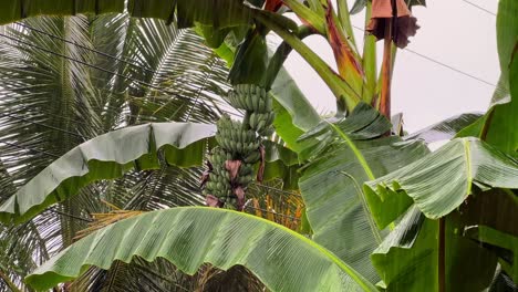 close-up of green bananas growing on a tree surrounded by vibrant palm and banana leaves. ideal for agriculture, nature, food, or tropical environment themes