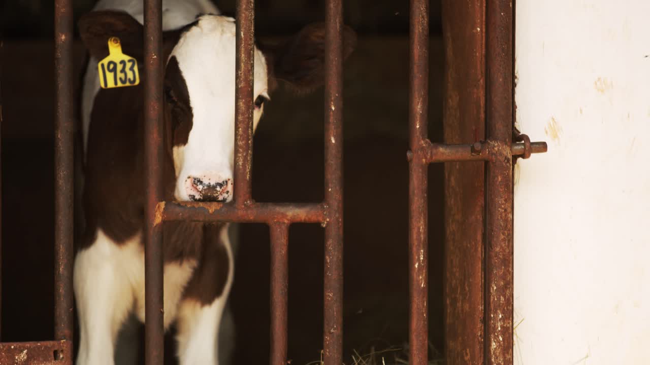 펜에 아기 젖소