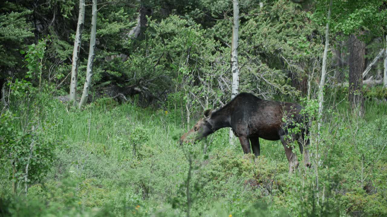 A wild Moose feeding in the forest at Gordon Gulch, Colorado, USA