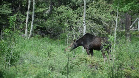 A-wild-Moose-feeding-in-the-forest-at-Gordon-Gulch,-Colorado,-USA