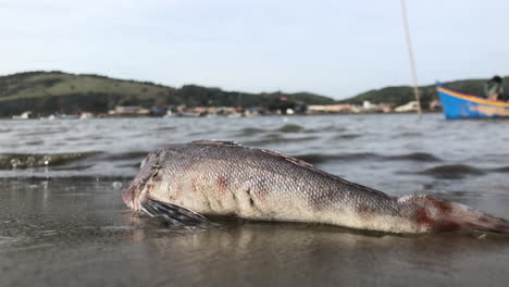 footage of a fish and the shore at background