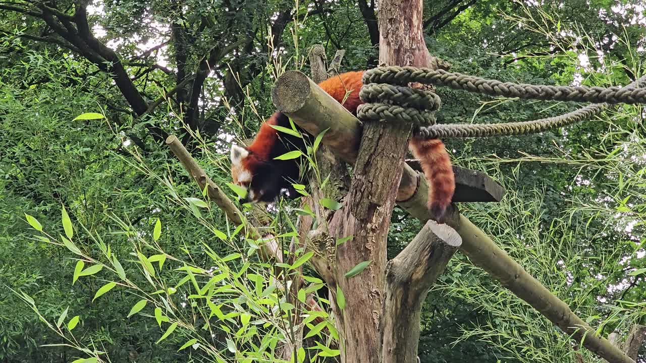 나무 에 있는 은 판다