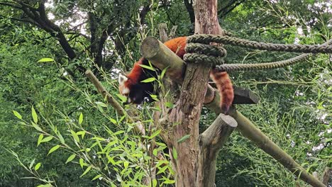 panda rojo en un árbol