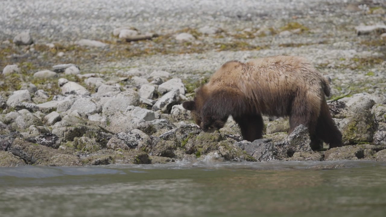 Uno scatto cinematografico di un orso bruno selvatico in cerca di cibo tra le rocce al bordo dell'acqua. Comportamento autentico della fauna selvatica in un habitat naturale sostenibile
