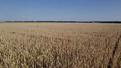 aerial view of beautiful vast yellow field of ripe wheat plants