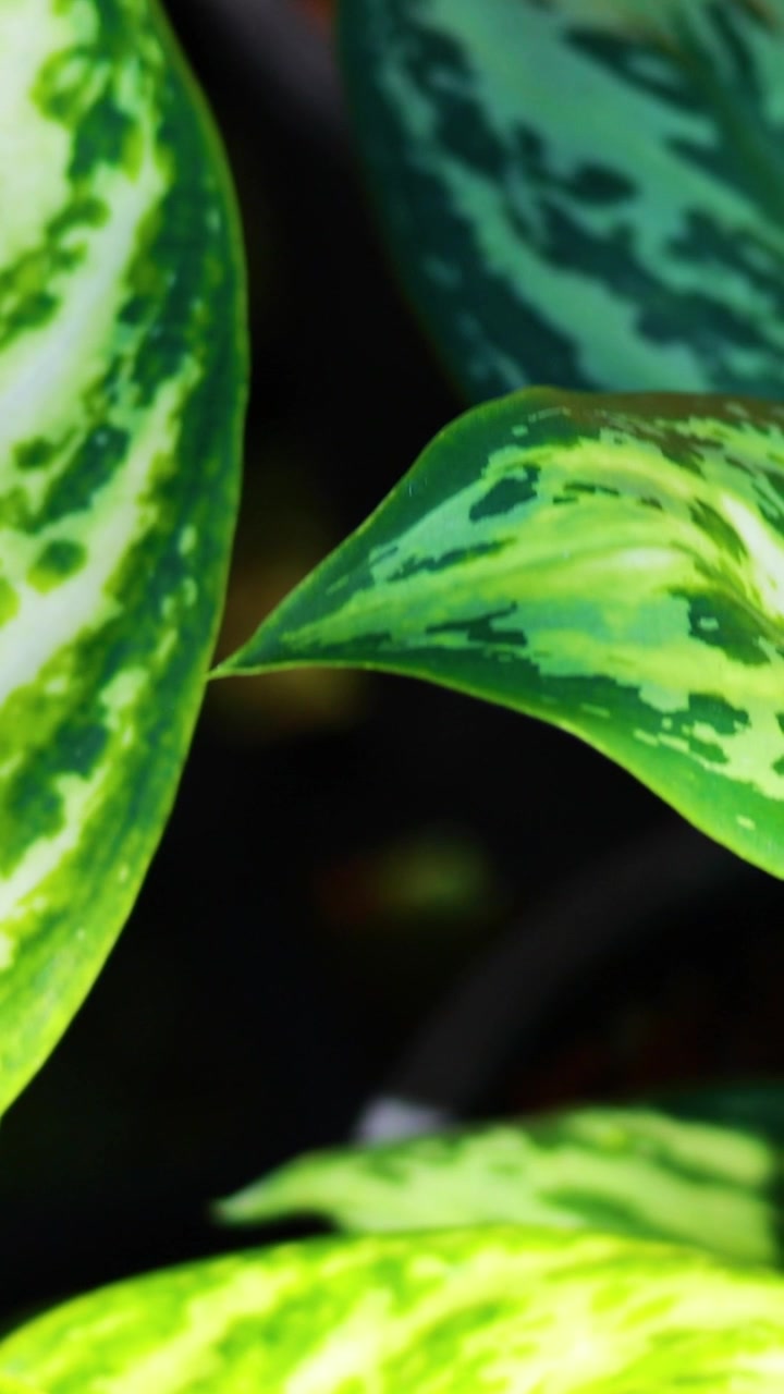 Foglie di Aglaonema vivaci in un ambiente naturale