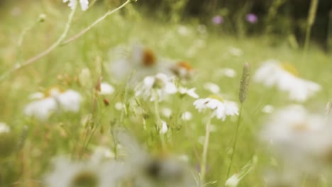 Ox-eye-daisy,-oxeye-daisy,-dog-daisy,-bents-on-the-meadow