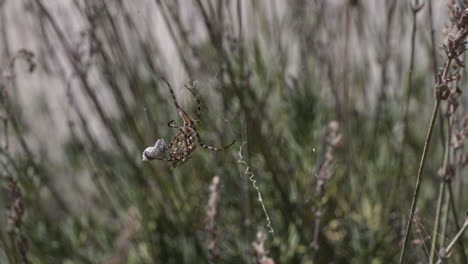 Araña-Amarilla-Cuelga-Mosca-En-El-Saco-De-La-Red-Alimenticia-Antes-De-Comer-Insectos-Con-Pedipalpos,-Colmillos-Quelíceros-Y-Ojos-Visibles,-Especie-Argiope-Lobata