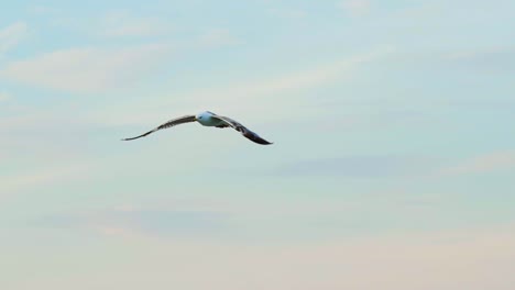 An adult seagull with huge white and black wings flies high on the background of blue sky. Close-up. Aerial view.