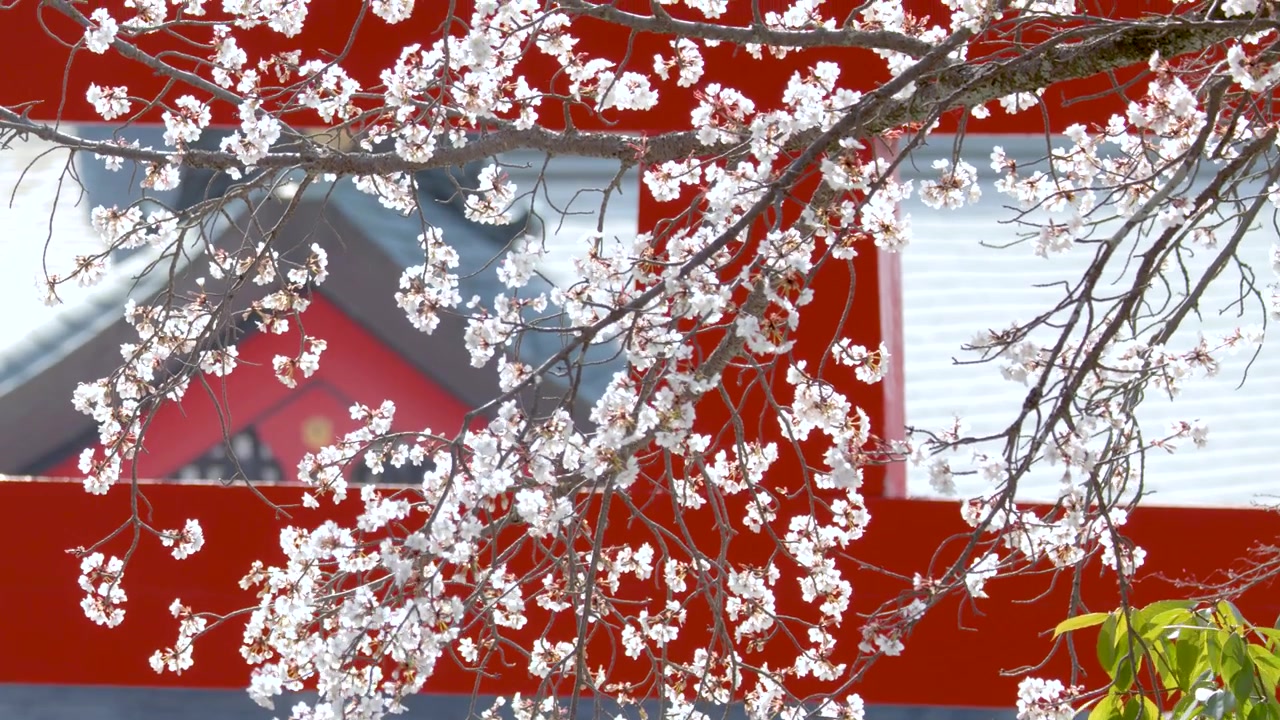 Geleneksel kırmızı bir Japon tapınağı binasının önünde sallanan pembe kiraz çiçeklerinin yakın çekimi