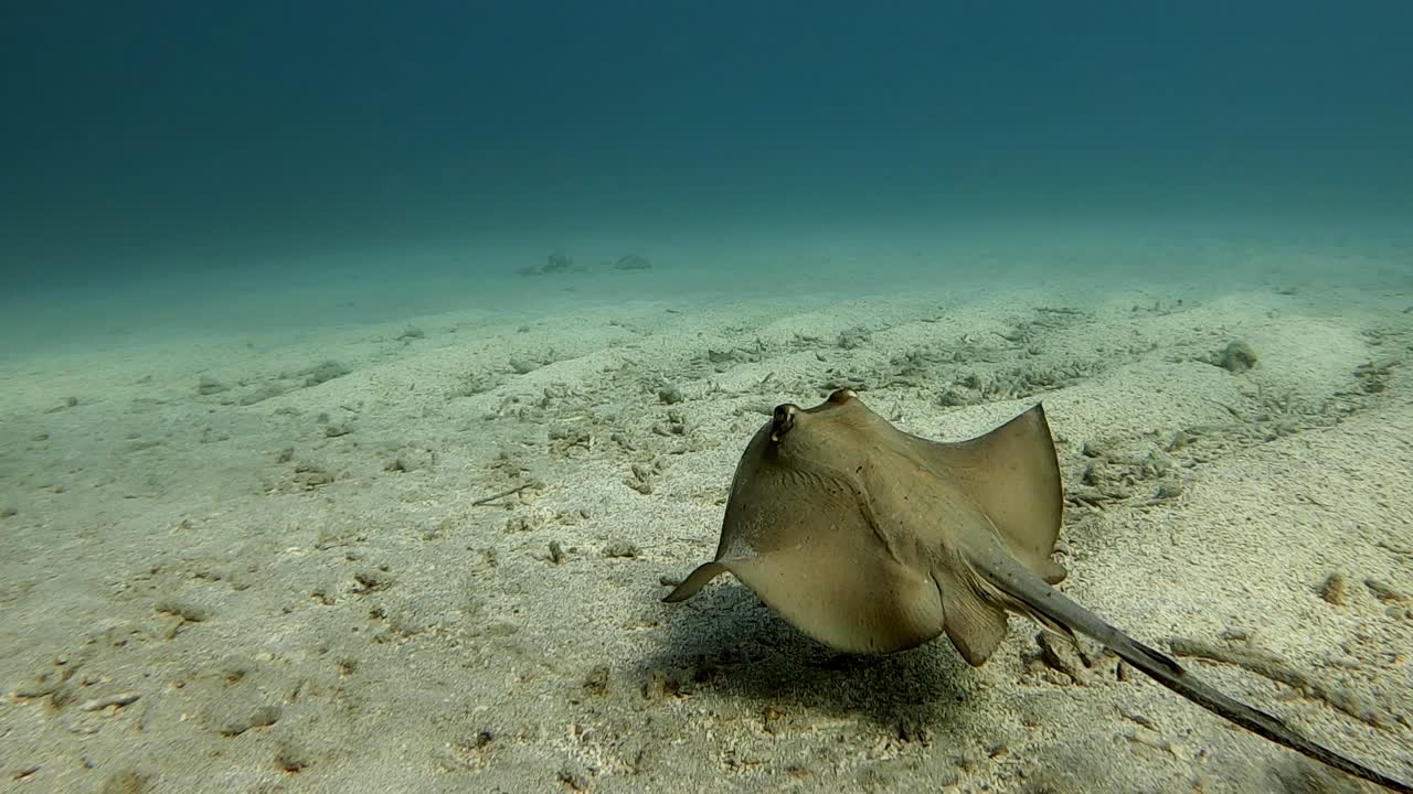 A Southern Stingray Swimming Over The Rippling Sand On The Blue Ocean-medium shot