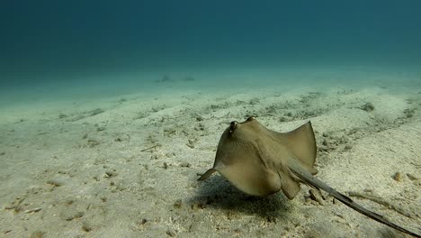a southern stingray swimming over the rippling sand on the blue ocean-medium shot