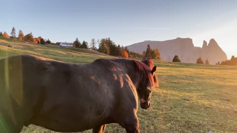 cerca del ancho de un caballo caminando sobre un prado verde bajo el sol de la tarde, montaña schlern en el fondo