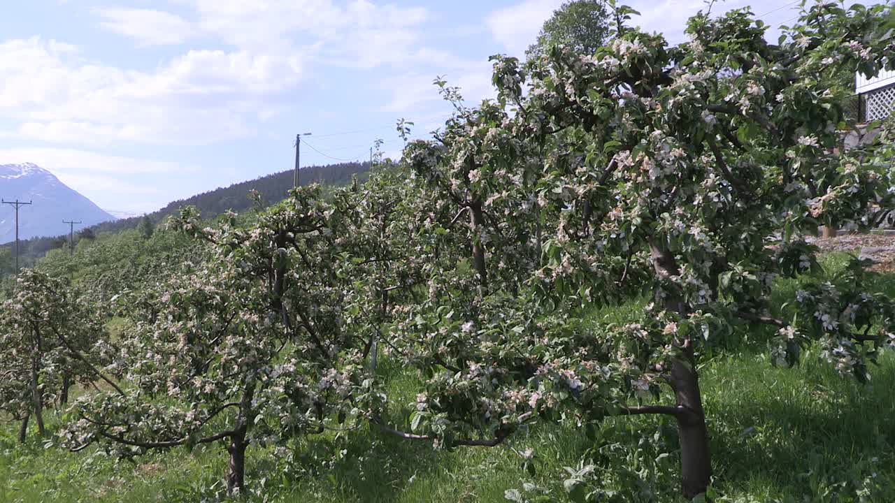 Apple plantation in a Fjord in Norway-1