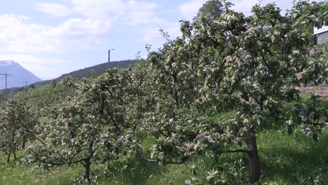 plantación de manzanas en un fiordo en noruega-1
