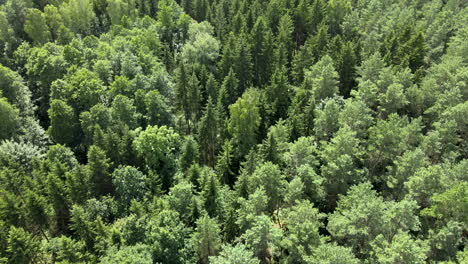 Enthüllung-Der-Weite-Und-Schönheit-Des-Grünen-Pinien--Und-Nadelwaldes-In-Der-Wildnis