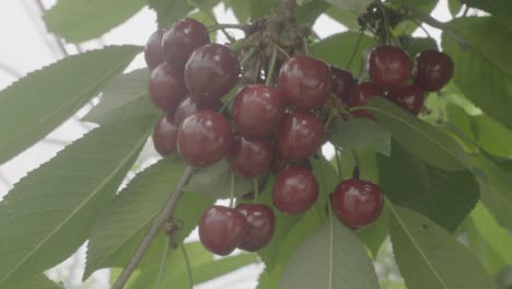 Cherries-on-branche