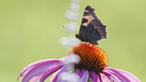one small tortoiseshell butterfly feeds on orange coneflower in sun light-6