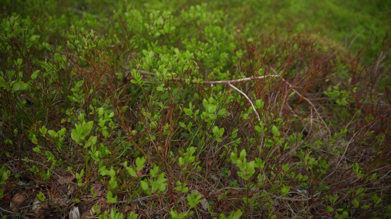 Un fogliame verde vibrante riempie l'inquadratura, catturando il ricco sottobosco di una foresta norvegese. Ideale per documentari sulla natura o progetti ambientali.