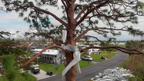 4k drone video of aluminum debris stuck in pine tree from hurricane ian in north port, fl - 06