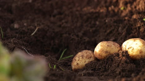 Farmer-Plucks-Up-The-Potatoes-From-The-Garden-At-Daytime