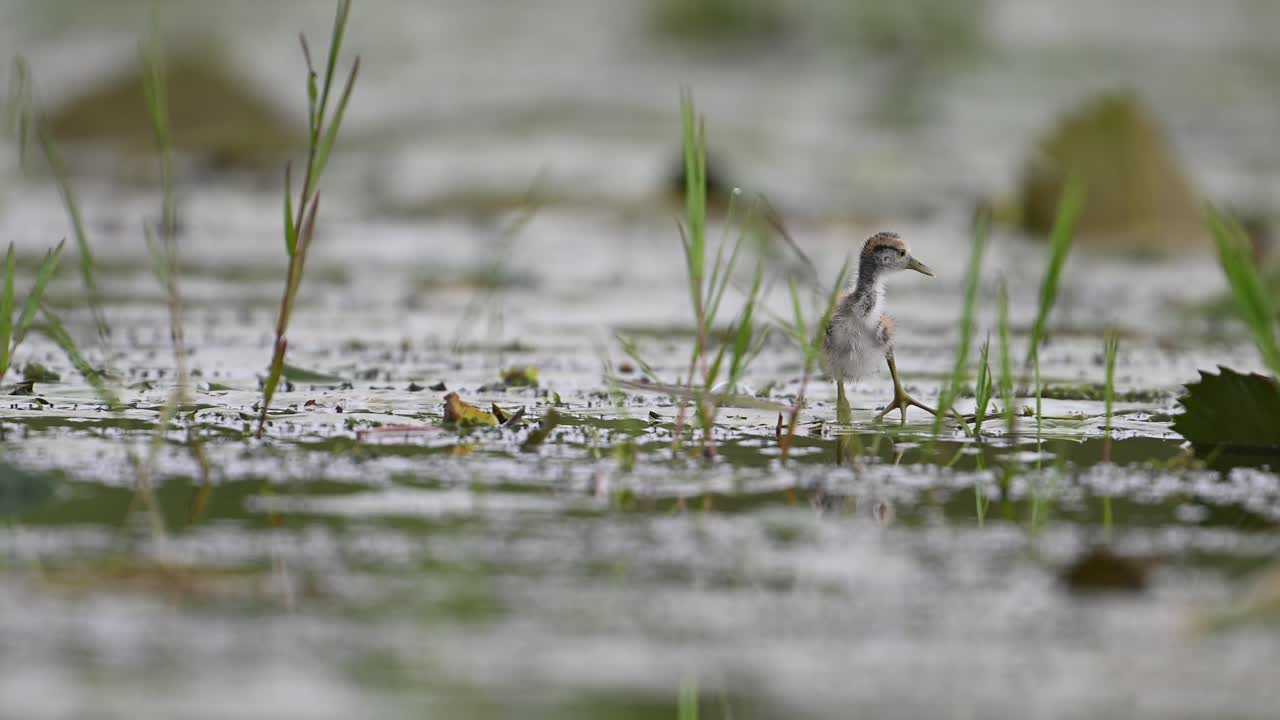 Chicks of Pheasant tailed Jacana Feeding in a rainy day on Floating Leaf
