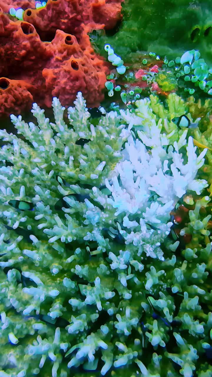 Vivace scena subacquea con varie forme di vita marina, snorkeling POV