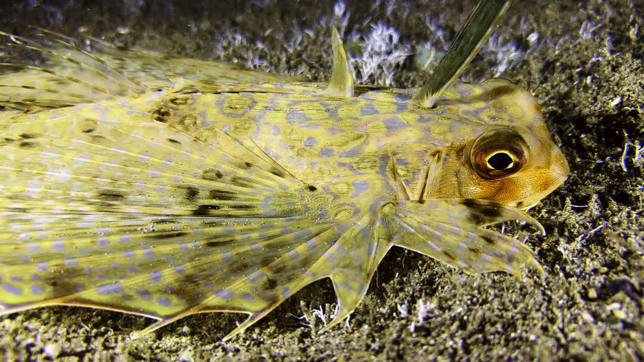 Side view close-up of Flying gurnard lying on the seabed at night. The fish has its wing-like fins folded. Its antenna is erect