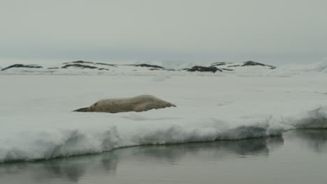 Seal-on-iceberg