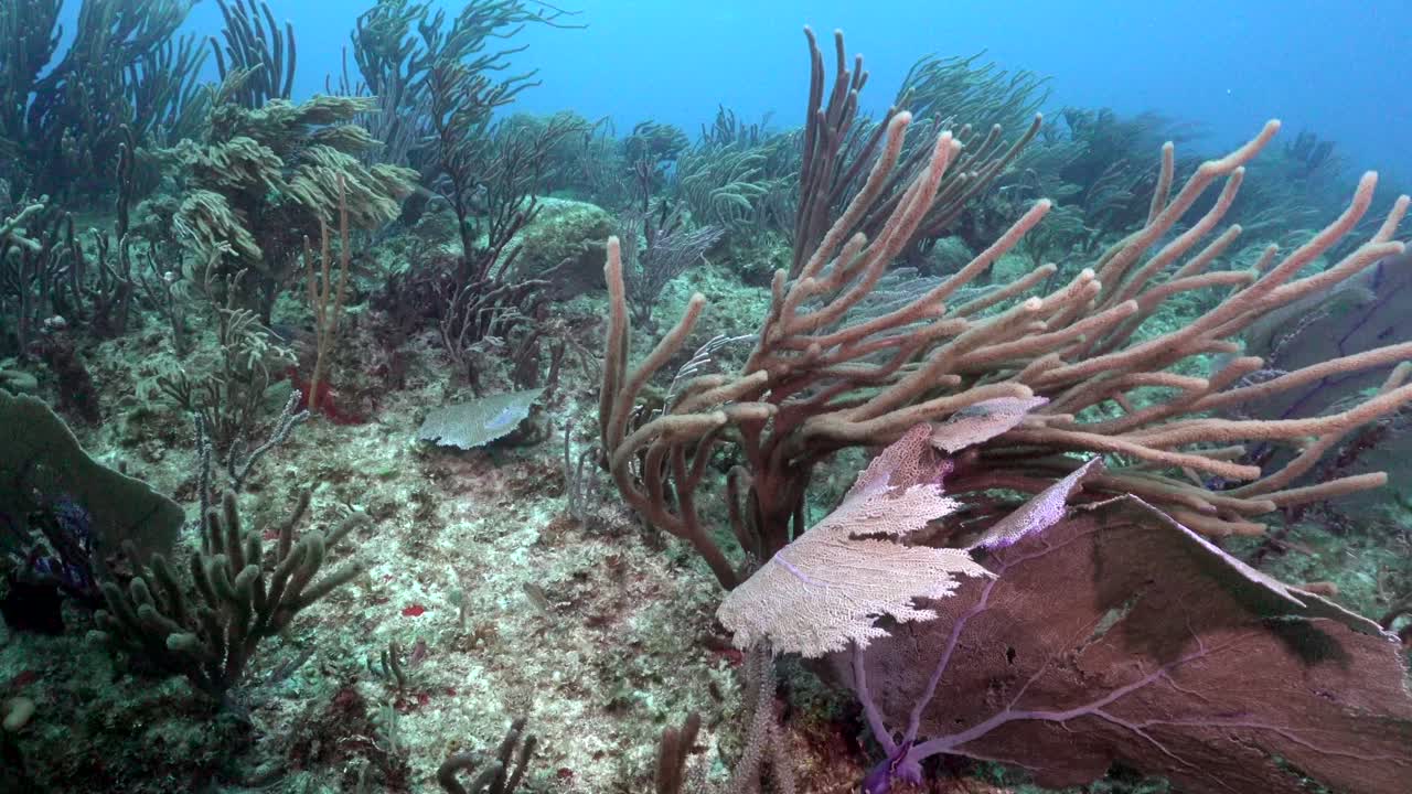 カリブ海の色鮮やかなサンゴ礁の上を漂う水中映像。
