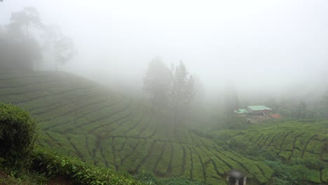 Amazing-landscape-view-of-foggy-tea-plantation-in-sunset-or-sunrise-time