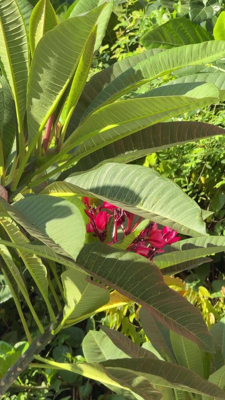 Fiori di Plumeria Rossi Vibranti che Sbocciano tra un Fogliame Verde Lussureggiante