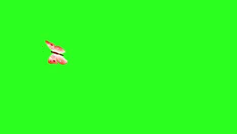 animated colorful beauty butterfly on green screen chroma key