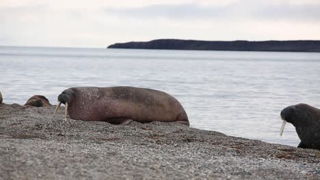 Das-Alte-Walross-Wackelt-Weit-Aus-Dem-Wasser-Zum-Strand