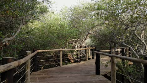 vista interior del bosque de manglares de kalba, también conocido como khor kalba, se encuentra en los emiratos del norte de sharjah, emiratos árabes unidos