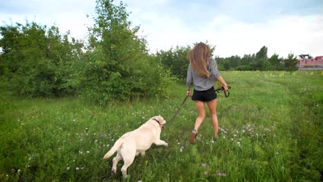 charming young woman and white labrador are running in a field in summer evening near cottages in countryside