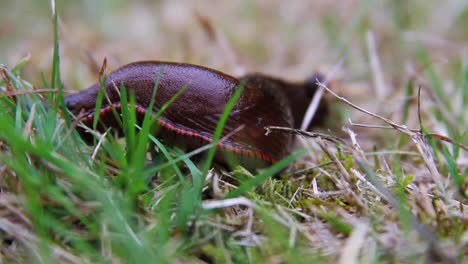 Schwarze-Schnecke-Mit-Schönem-Gestreiftem-Rotem-Rock-Und-Fußkrabbeln-Im-Gras