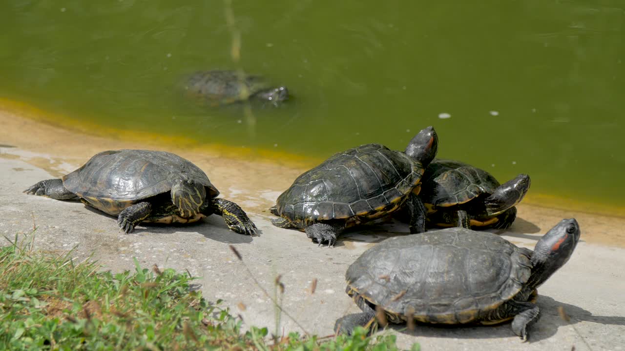 Group of European Pond turtles warming in the sun, one swimming in pond